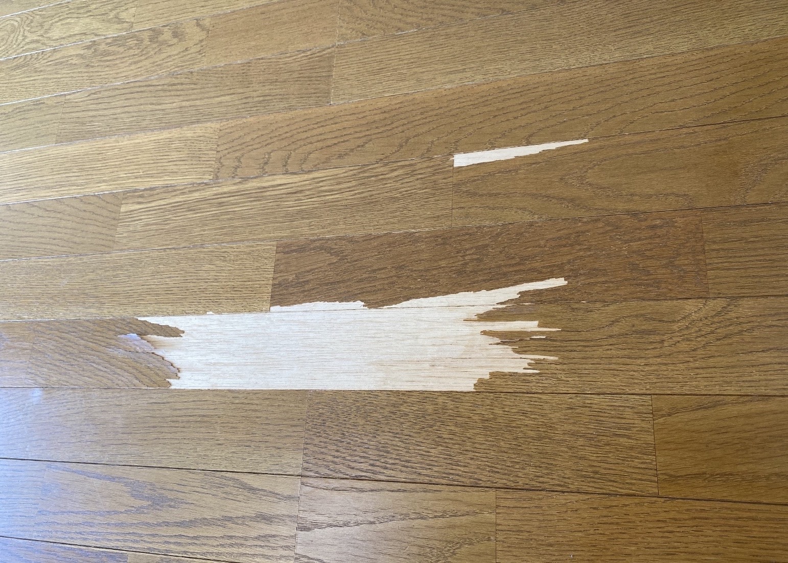 施工前：浮き上がってブカブカするフローリング